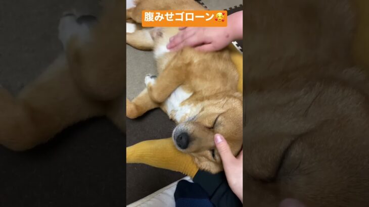 甘えん坊タイム　#犬 #いやし #動物 #癒し #保護犬 #ハムスター #チャンネル登録お願いします #いいねコメントお願いします