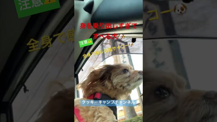 車から身を乗り出しすぎてすべる犬🐶 #危険 #おもしろ #キャンプ女子 #クッキーキャンプチャンネル #クッキー #チワプー #犬連れ夫婦キャンプ