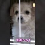 #かわいい #チワプー #トイプードル #パピー #チワワ #わんちゃん #犬 #子犬