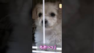 #かわいい #チワプー #トイプードル #パピー #チワワ #わんちゃん #犬 #子犬