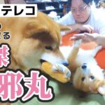 【犬猫アテレコ】全ての愛を独り占めしたいコーギーとマイペース柴犬＆動かぬ猫