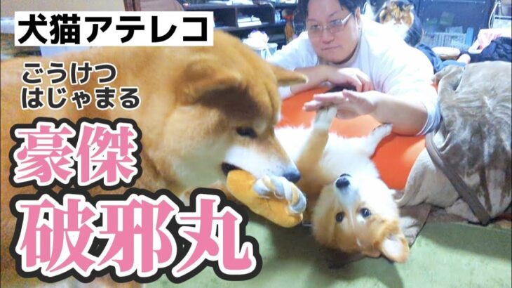 【犬猫アテレコ】全ての愛を独り占めしたいコーギーとマイペース柴犬＆動かぬ猫