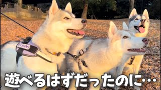 【ハスキー犬】一頭だけドッグランに入れない予想外のハプニング発生…