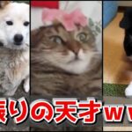 【神回】動物のハプニング動画にツッコミどころ満載なアフレコしてみたｗｗｗ【犬】【猫】