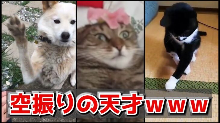 【神回】動物のハプニング動画にツッコミどころ満載なアフレコしてみたｗｗｗ【犬】【猫】