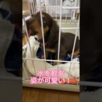 【カニンヘンダックス】子犬の時って何してもかわいい！