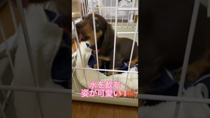 【カニンヘンダックス】子犬の時って何してもかわいい！