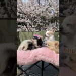 ⁡【わんこ達とお花見散歩】#犬 #チワワ #ペキニーズ #わんこ #癒し動画  ⁡⁡#お花見 #桜