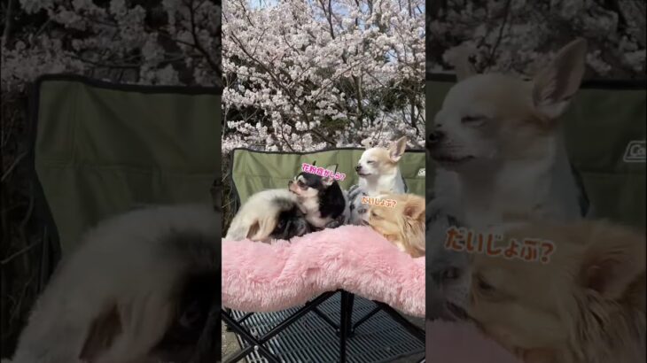 ⁡【わんこ達とお花見散歩】#犬 #チワワ #ペキニーズ #わんこ #癒し動画  ⁡⁡#お花見 #桜