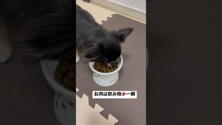 肉食系チワワ お肉は飲み物！ #チワワ #癒し #犬 #いぬすたぐらむ #多頭飼い