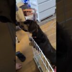 【カニンヘンダックス】靴下で遊ぶ犬がかわいい！！