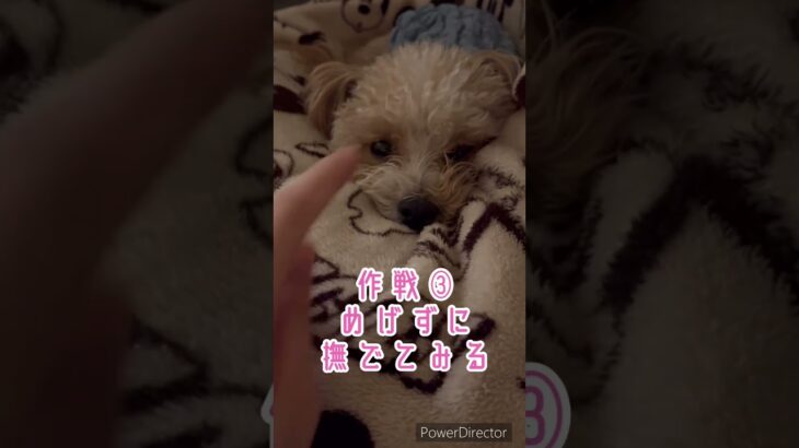 構いたい飼い主vs眠い犬 #shorts#犬動画#癒し