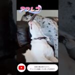 【アフレコ】ハプニング！！寝ぼけ犬www