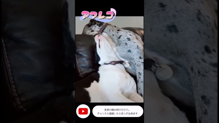 【アフレコ】ハプニング！！寝ぼけ犬www