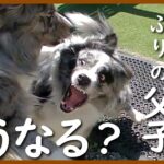 2年ぶりの親子の再会はハプニングと感動がありました。【ボーダーコリー】