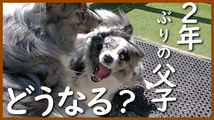 2年ぶりの親子の再会はハプニングと感動がありました。【ボーダーコリー】