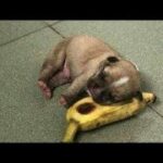 「絶対笑う」最高におもしろ犬,猫,動物のハプニング, 失敗画像集 #418