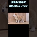 小さくても秋田犬ぽさがでてる子犬🐶 #akitainu #大型犬 #子犬 #犬 #秋田犬 #dog #かわいい #癒し #もふもふ