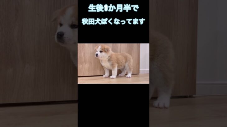 小さくても秋田犬ぽさがでてる子犬🐶 #akitainu #大型犬 #子犬 #犬 #秋田犬 #dog #かわいい #癒し #もふもふ