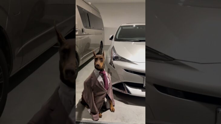 車の営業マン #営業マン #ドーベルマン #おもしろ #おもしろ動画 #おもしろ犬 #犬 #doberman #dog #dogs #suit #order #gentleman #love #愛犬