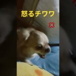 娘が苦手なチワワ｡ #チワワ #犬 #おもしろ #いやし #dog