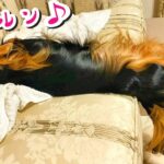 とんでもない方法でソファーを楽しむ愛犬がかわいいすぎる。[ ミニチュアダックスフンド ] #dog #ワンコ #かわいい犬 #dachshund #cutedog #おもしろ動画