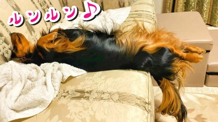 とんでもない方法でソファーを楽しむ愛犬がかわいいすぎる。[ ミニチュアダックスフンド ] #dog #ワンコ #かわいい犬 #dachshund #cutedog #おもしろ動画