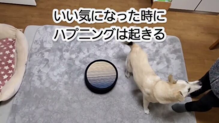 #doglover 【犬 保護犬 日常】チョビかわ！『突然ハプニングはやってくる』