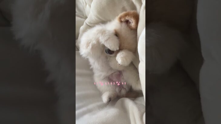 赤ちゃん用動画#ポメラニアン #pomeranian #かわいい犬 #shorts #あんぱんまん