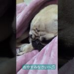 おやすみなさい〜♫#パグ #犬 #pug #かわいい犬 #癒し #おやすみ