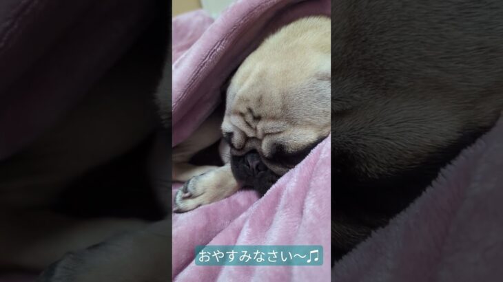 おやすみなさい〜♫#パグ #犬 #pug #かわいい犬 #癒し #おやすみ