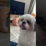 シーズーのもっふもふ 楓輔版 #shihtzu #犬 #犬のいる暮らし #シーズー #ペット #癒し