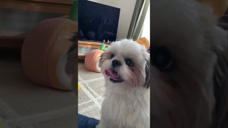 シーズーのもっふもふ 楓輔版 #shihtzu #犬 #犬のいる暮らし #シーズー #ペット #癒し