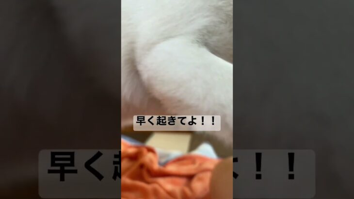 朝から元気一杯な白柴イッヌハク　#shorts  #柴犬　#白柴犬　#子犬　#かわいい　#癒やし　#可愛い　#仔犬