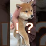 注射なんぞもろともしない悟空さ#shorts #柴犬 #子犬 #悟空 #ドラゴンボール #かわいい #犬のいる暮らし #注射 #ワクチン