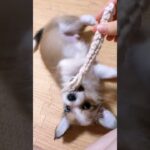 【ミニコーギー育成日記】コロコロしてる子犬がかわいい #犬のいる幸せ #犬との生活 #shorts