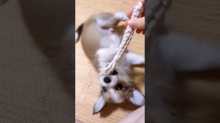 【ミニコーギー育成日記】コロコロしてる子犬がかわいい #犬のいる幸せ #犬との生活 #shorts