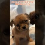 かわいいチワプー＆チワワ(ロング)が産まれました✨🐶 #shorts #犬のいる暮らし【茂原市の大型犬専門ブリーダー直売店 GRAND INU FARM】