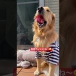 喜怒哀楽なイッヌ #ゴールデンレトリバー #かわいい犬 #shorts #ゴールデンレトリバーのいる生活 #dog #goldenretriever #大型犬 #cute