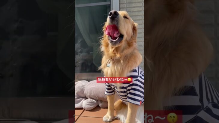 喜怒哀楽なイッヌ #ゴールデンレトリバー #かわいい犬 #shorts #ゴールデンレトリバーのいる生活 #dog #goldenretriever #大型犬 #cute