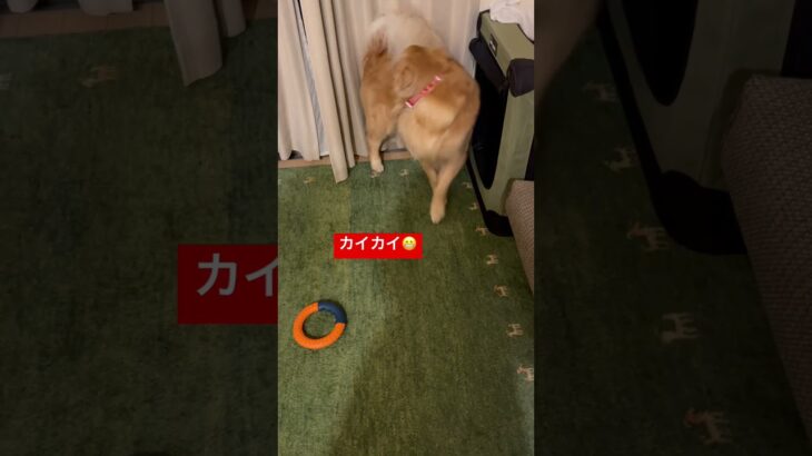 物忘れをするイッヌ #ゴールデンレトリバー #かわいい犬 #shorts #ゴールデンレトリバーのいる生活 #大型犬 #わんこ #goldenretriever #dog #golden