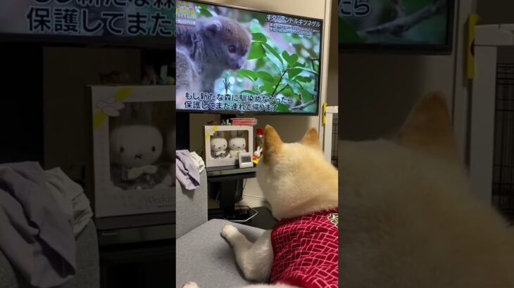 テレビ見る柴犬#shorts #柴犬 #白柴 #shibainu #かわいい犬 #犬