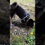 【豆柴】ここほれわんわん！ナニが出た⁉️#shorts #sibainu #おもしろ #かわいい犬 #dog #cute