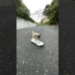 #パグ #おもしろ動画 #スケボー犬 #skateboarding #pug #バズれ #桜舞い散る#おすすめ載せて