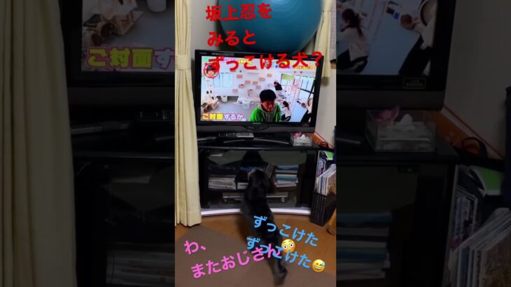 テレビの坂上忍さんに驚く犬