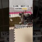 一緒のゲージに入ってみたビビり犬ビビとモヒカン犬トト #犬 #癒し #いぬすたぐらむ #多頭飼い #チワワ #チワックス #犬と赤ちゃん #赤ちゃんと犬