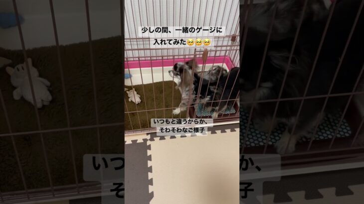 一緒のゲージに入ってみたビビり犬ビビとモヒカン犬トト #犬 #癒し #いぬすたぐらむ #多頭飼い #チワワ #チワックス #犬と赤ちゃん #赤ちゃんと犬