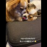 #犬動画 #癒し動画 #かわいい犬 #パピチワ #チワックス #いぬとの暮らし #わんこ動画