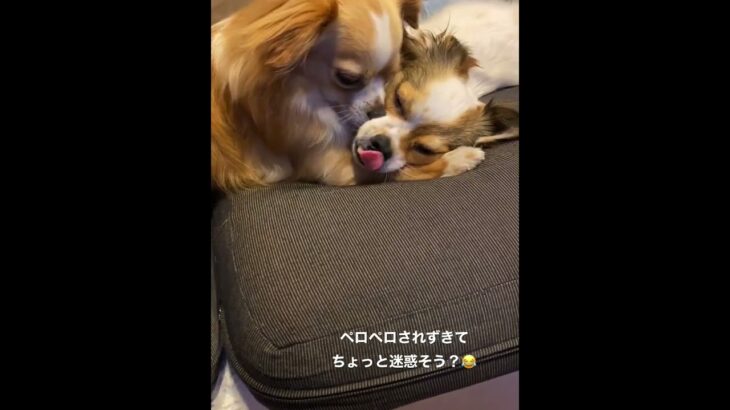 #犬動画 #癒し動画 #かわいい犬 #パピチワ #チワックス #いぬとの暮らし #わんこ動画