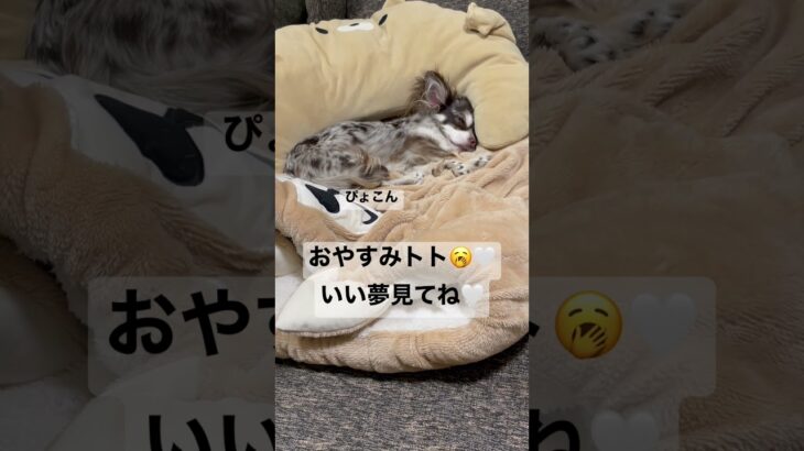 珍しくリビングで寝落ちするチワックス #癒し #犬 #いぬすたぐらむ #チワックス #多頭飼い #寝落ち #かわいい